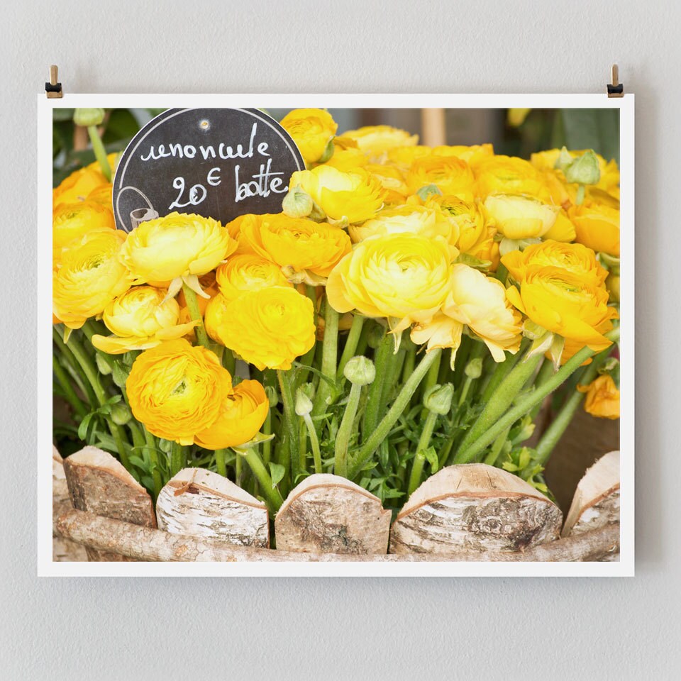 Yellow Ranunculus