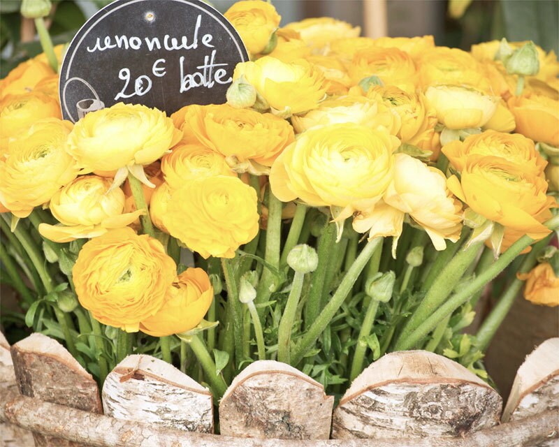 Yellow Ranunculus